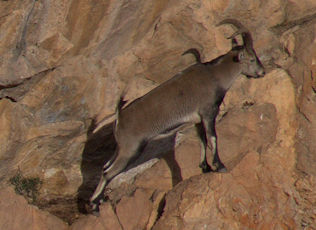 ibex0