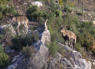 ibex1