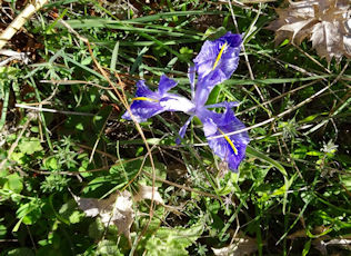 iris
