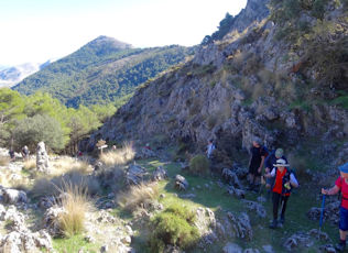 torrox7