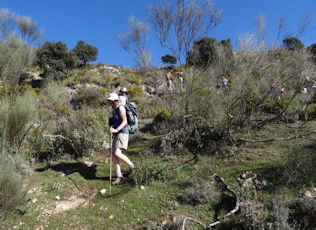torrox8